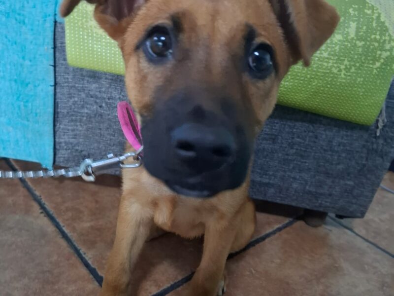 CANELA CAFESA