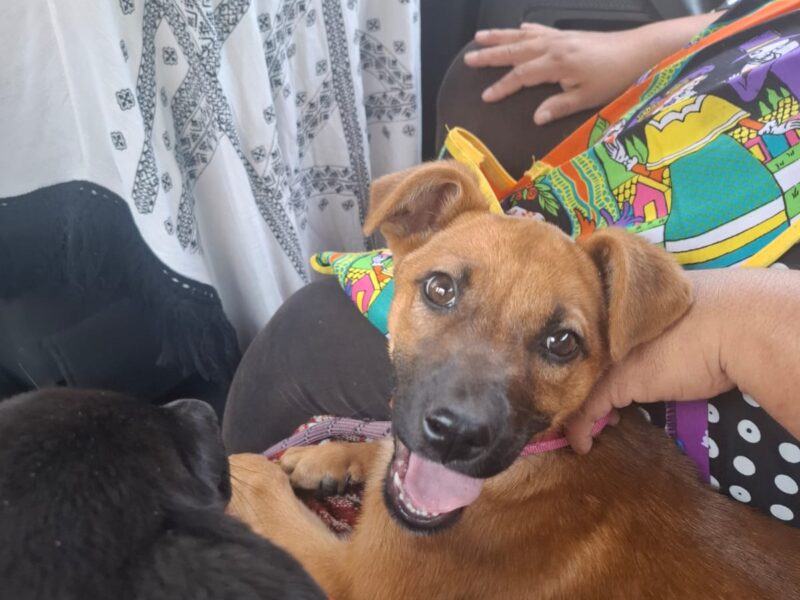CANELA CAFESA