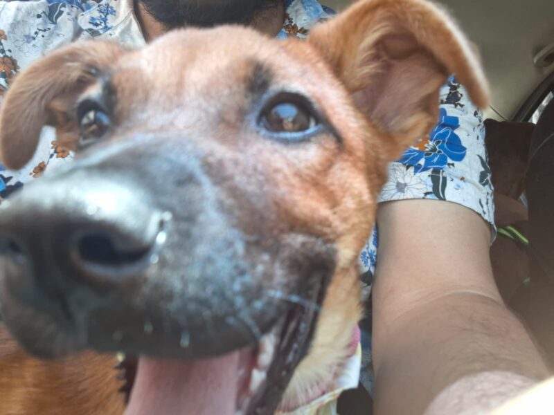 CANELA CAFESA