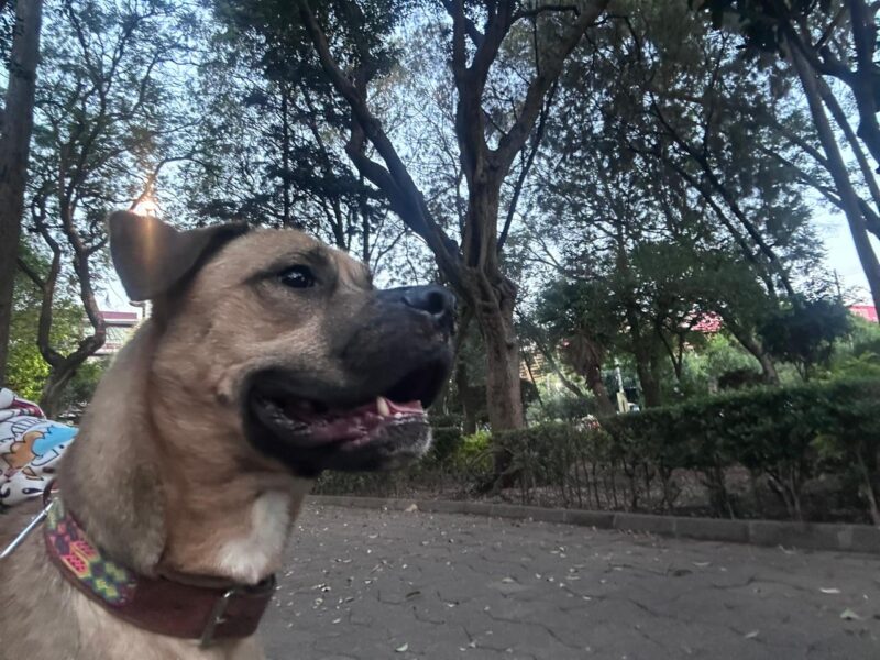 GABO
