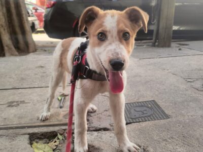 PABLITO
