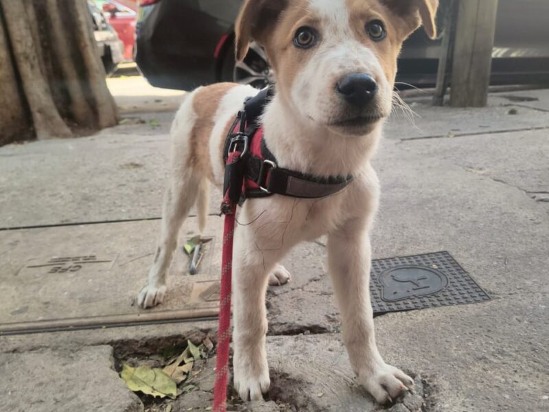 PABLITO