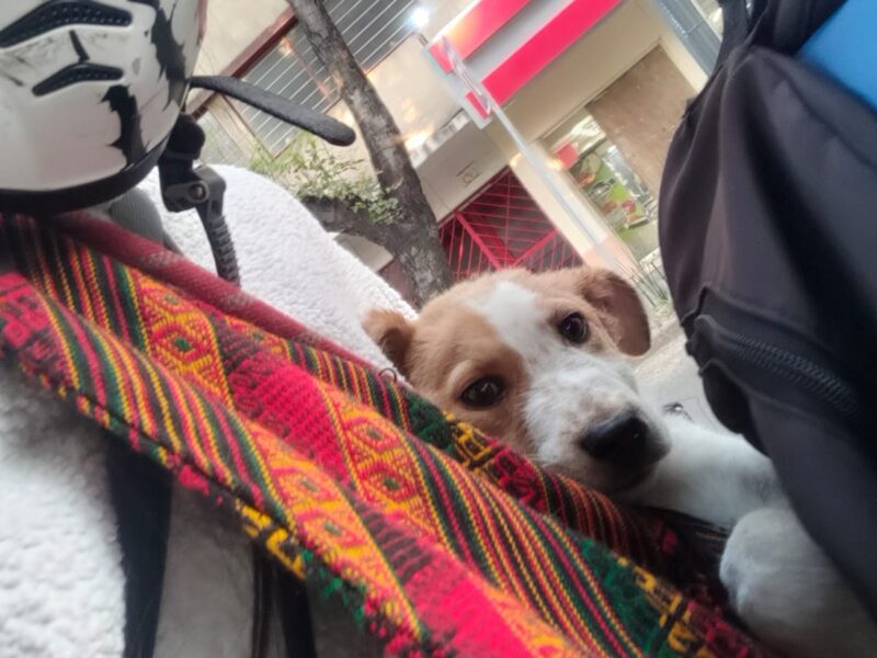 PABLITO
