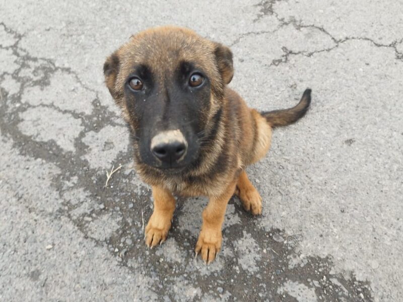 ROCCO