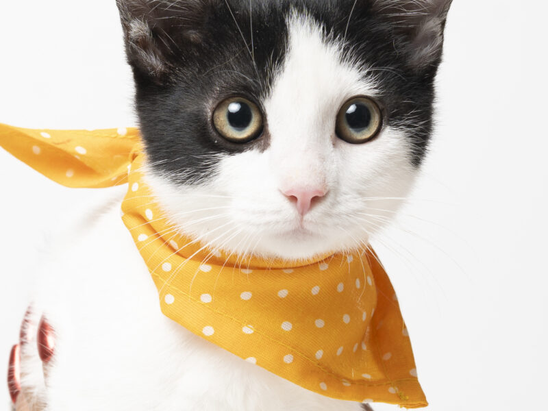 YUKI