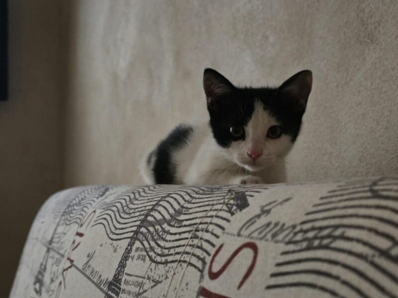 YUKI