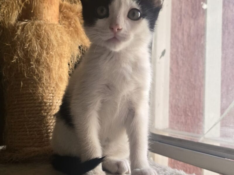 YUKI