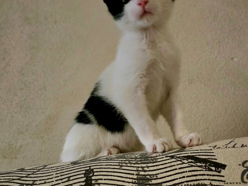 YUKI