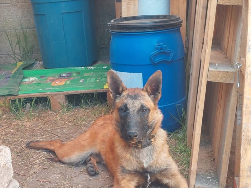 MILO