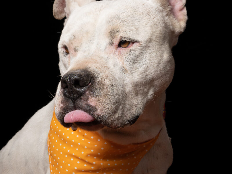 BOLO