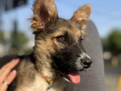MIKA