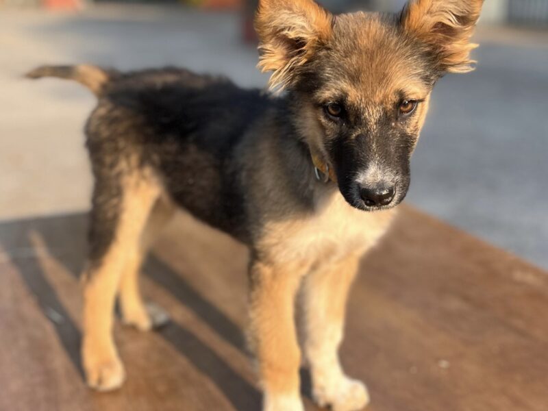 MIKA
