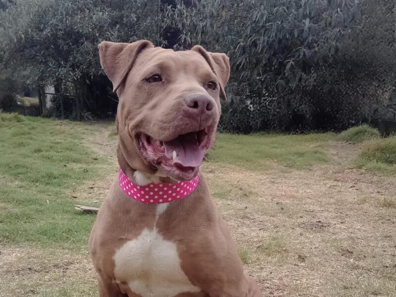 CANELA