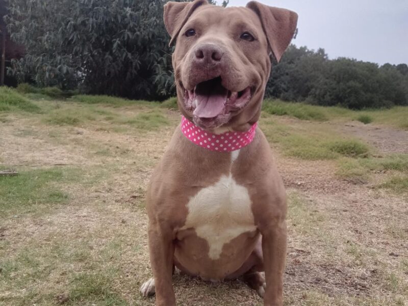 CANELA