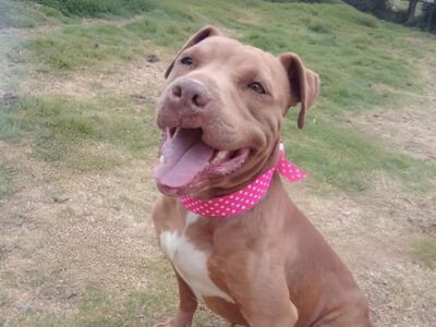 CANELA