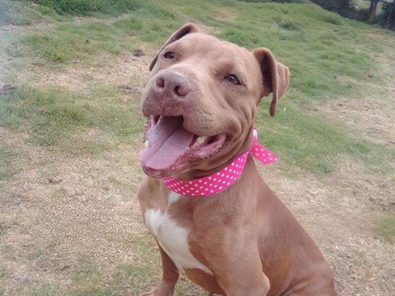 CANELA