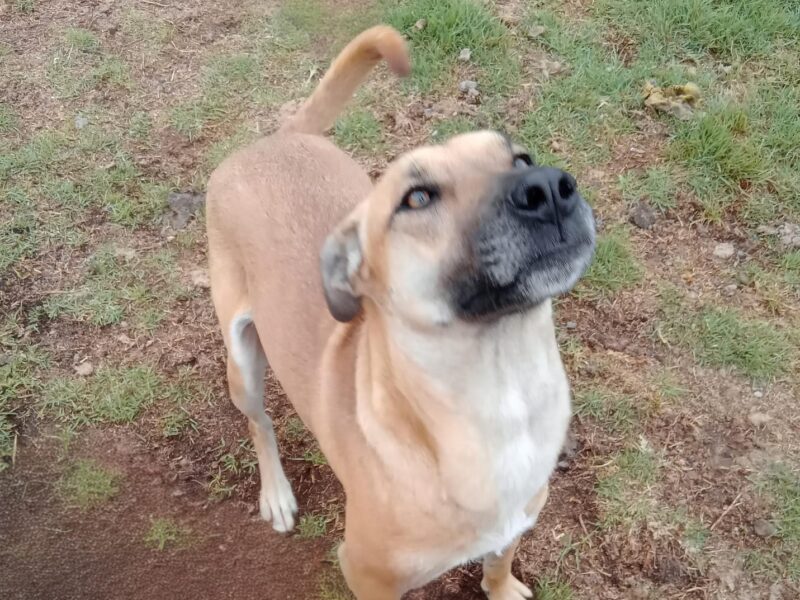 DULCE