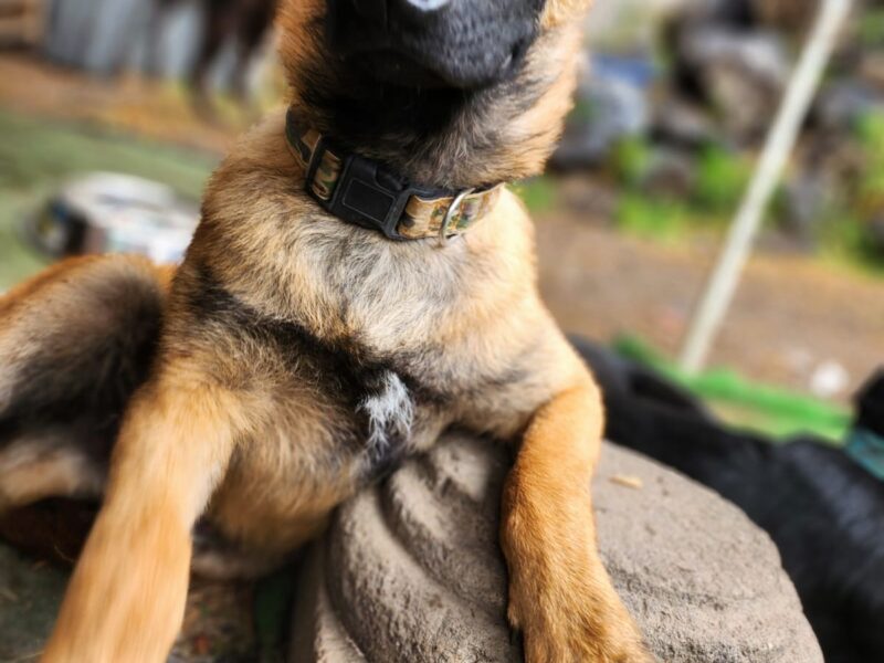 MILO