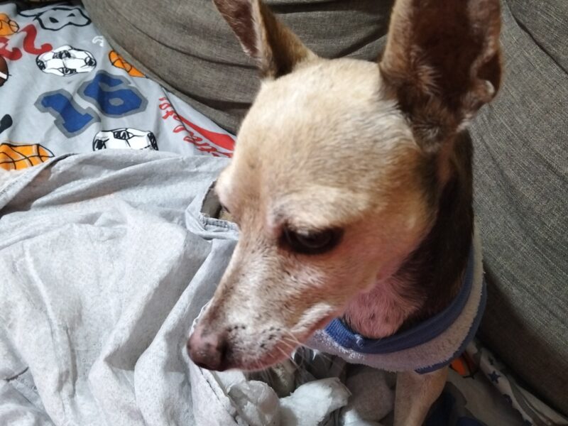 CHIWUIS