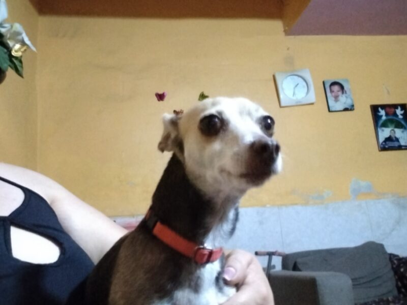 CHIWUIS