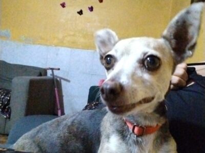 CHIWUIS