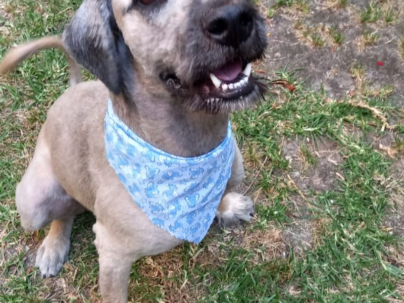 PANCHO