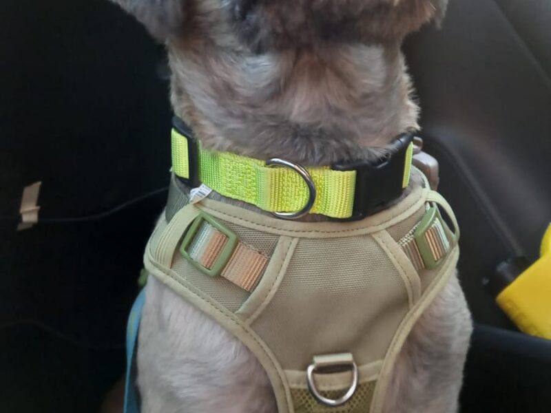 PANCHO