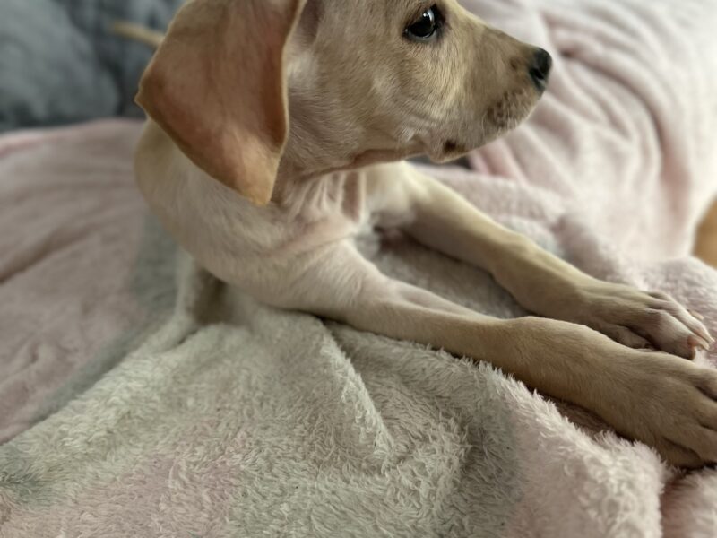 LEO