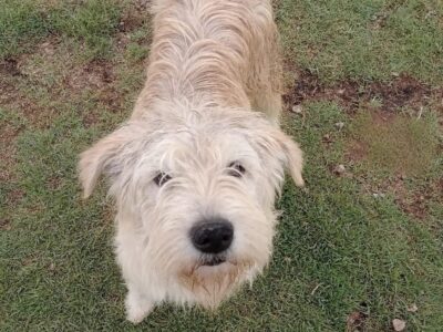 TOBY