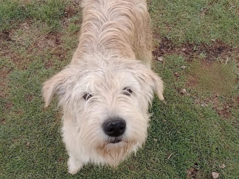 TOBY