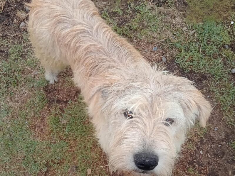 TOBY