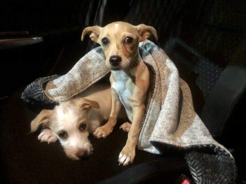TESSA & LATTE