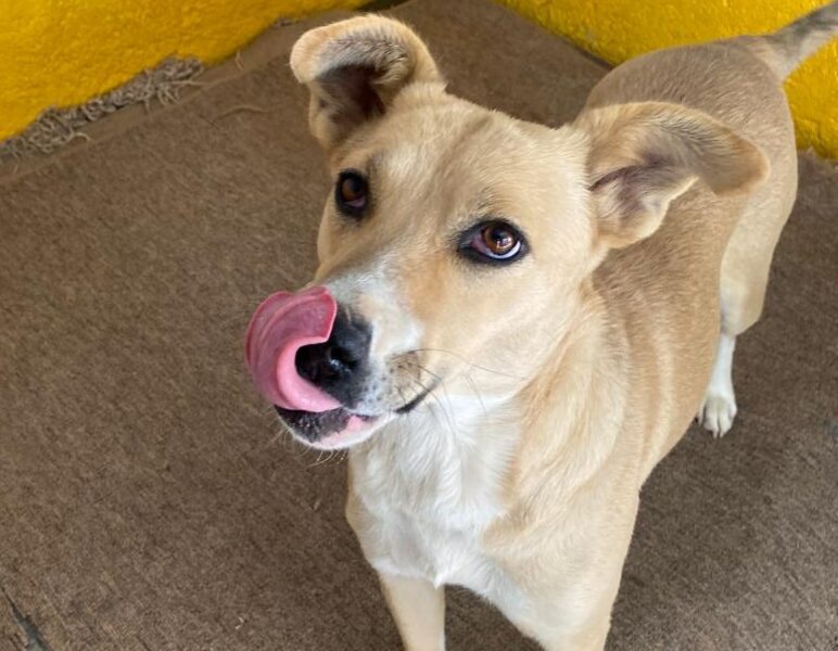 DULCE