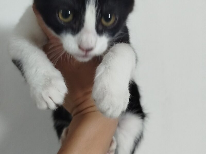 OLIVER