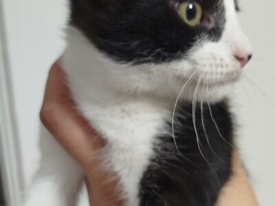 OLIVER