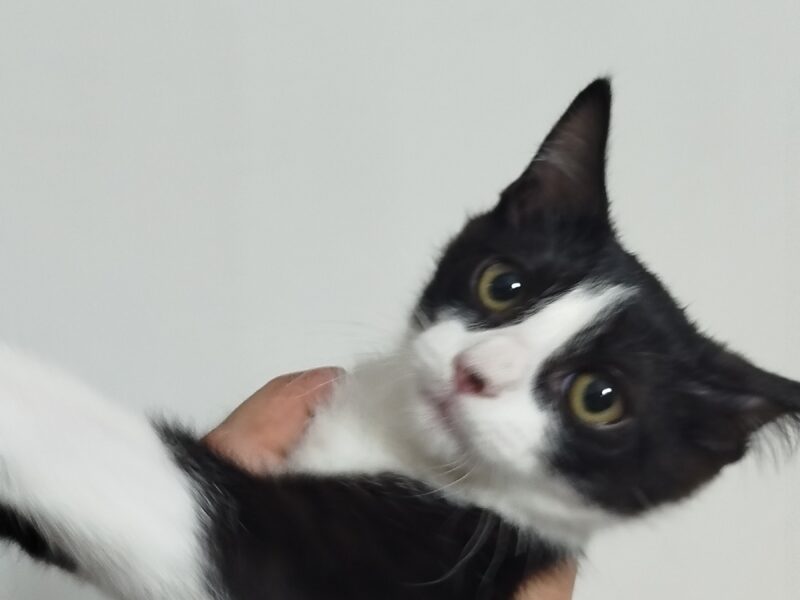 OLIVER