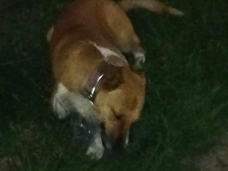 SOFI