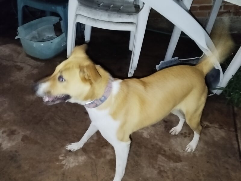 SOFI