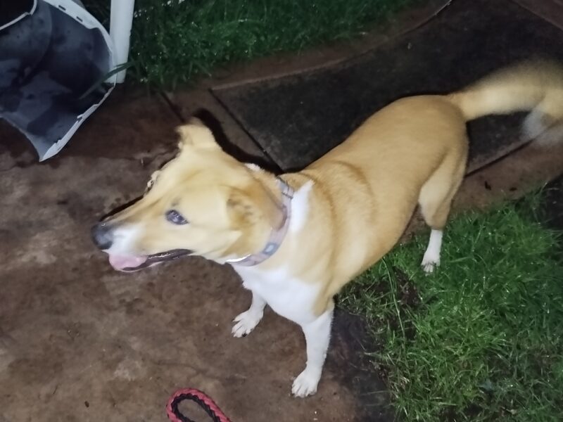 SOFI