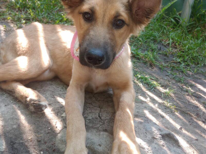 PILI