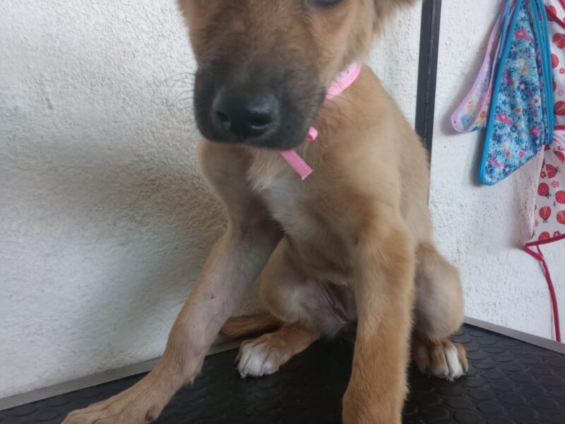 PILI