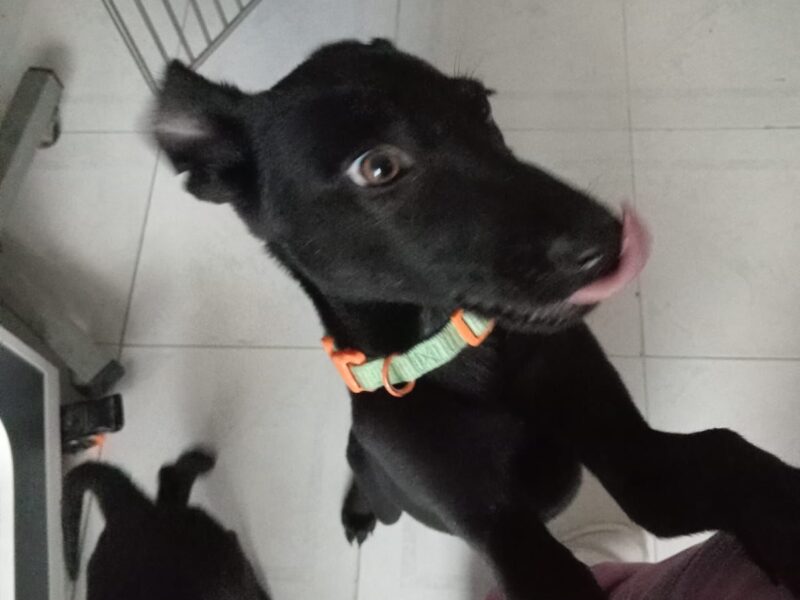 COCA