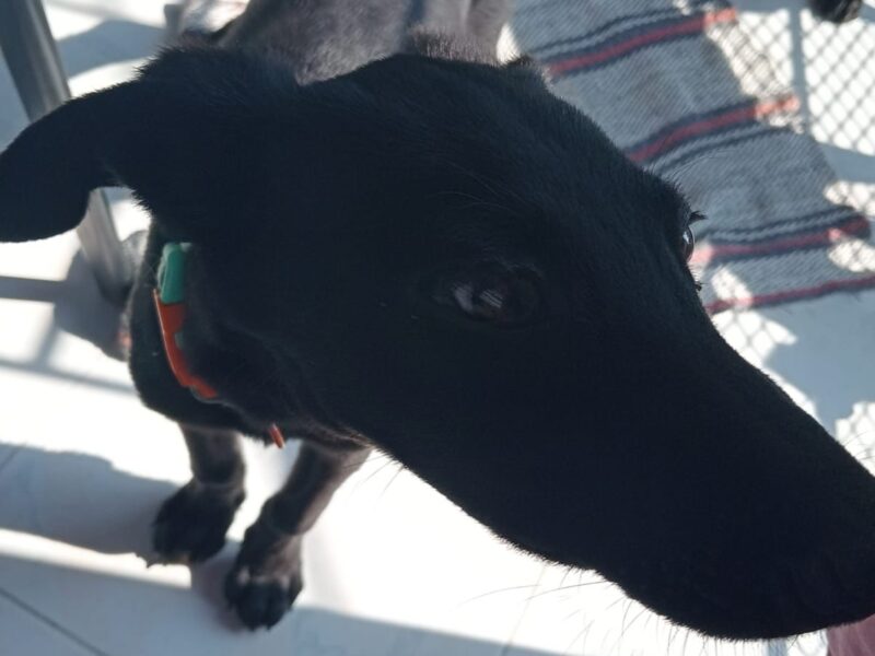 COCA