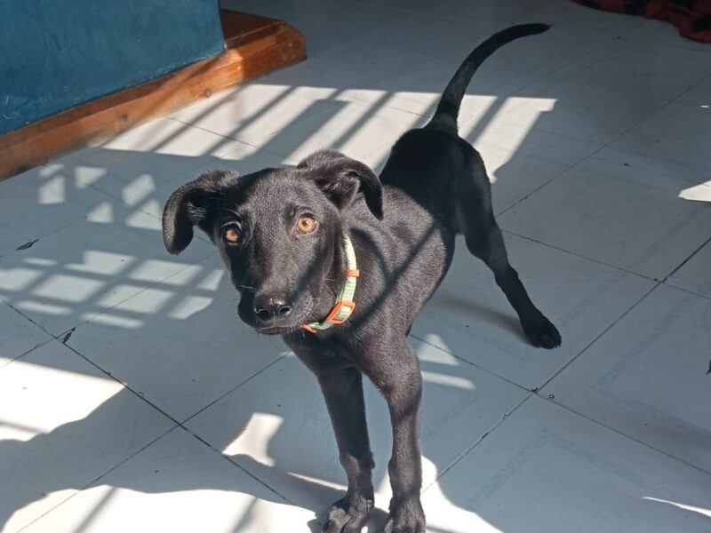 COCA