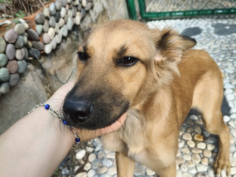 PILI