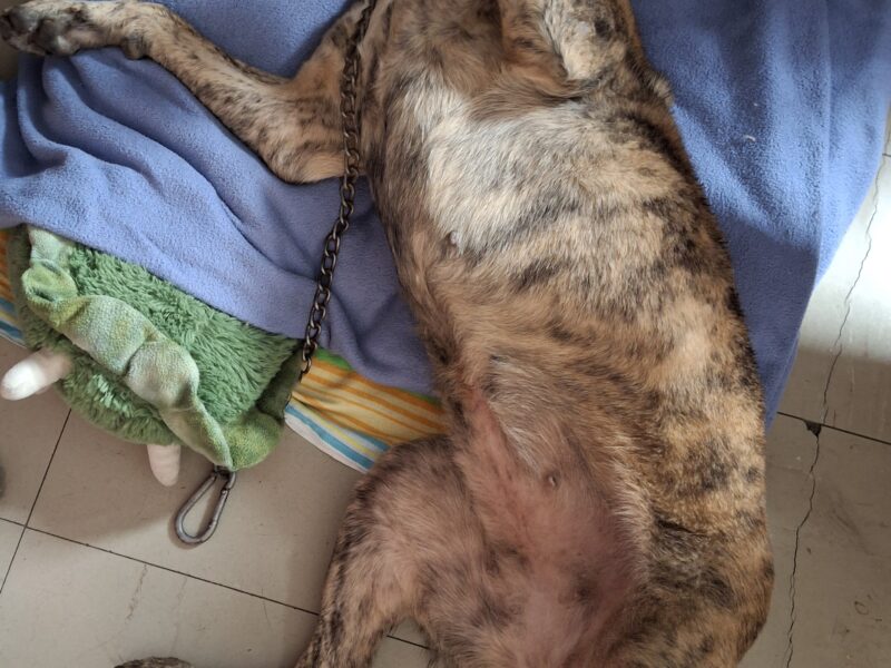 GORDITA