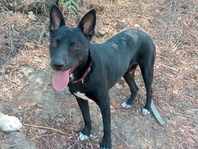 MILI