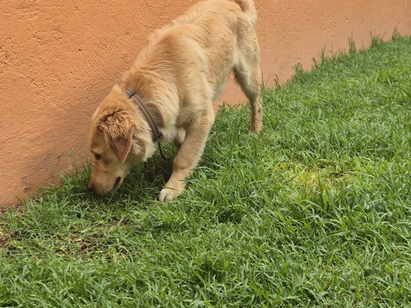 LUC