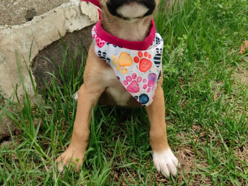 CANELA