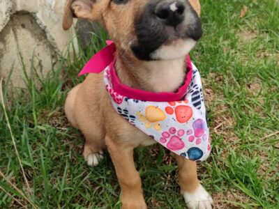 CANELA